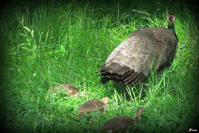 Famille paon