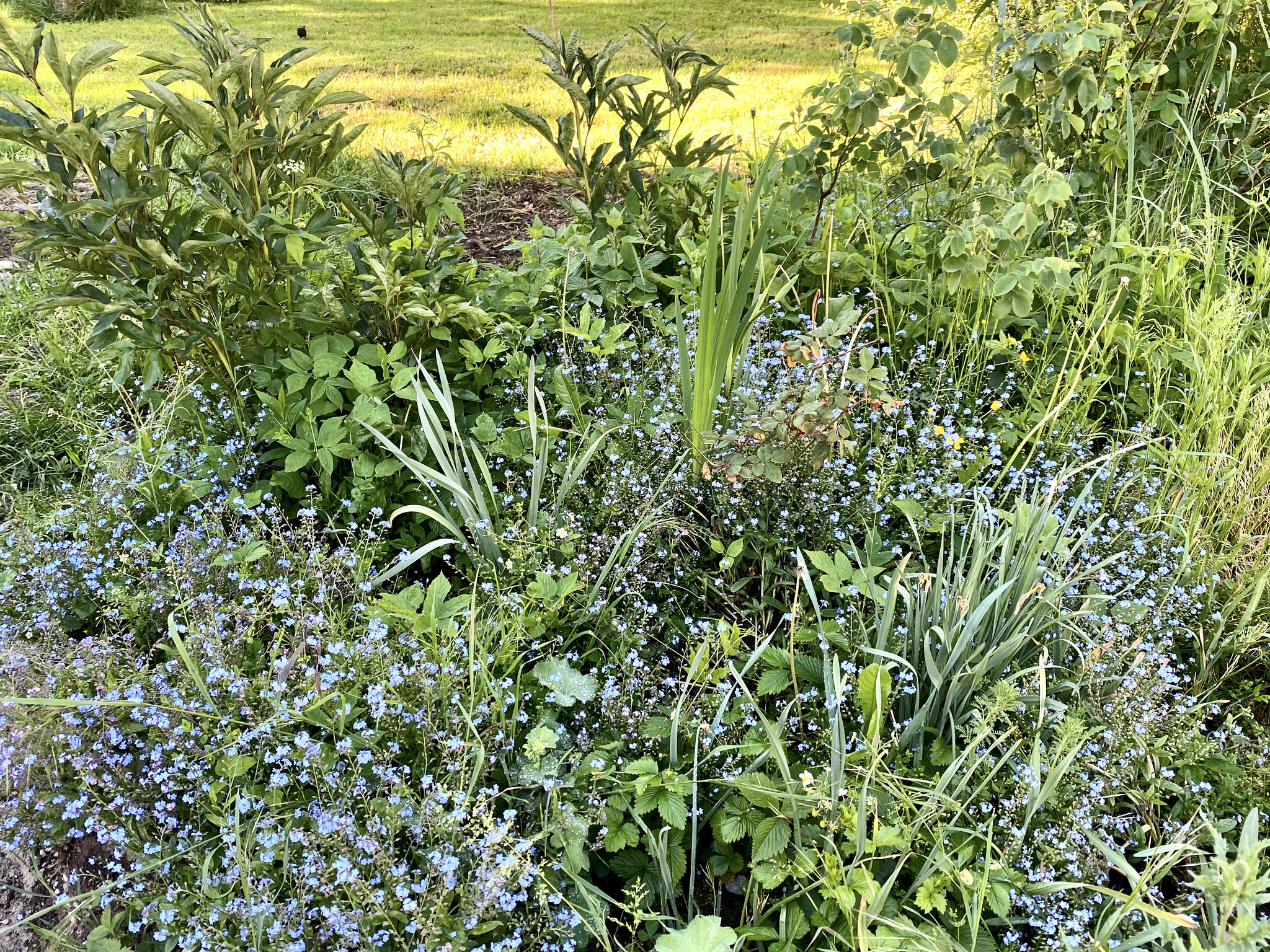 Natur (Vergißmeinicht)