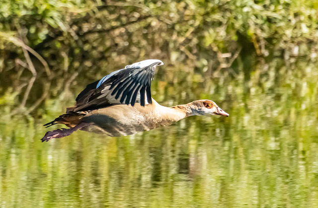 Egyptian goose