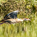 Egyptian goose