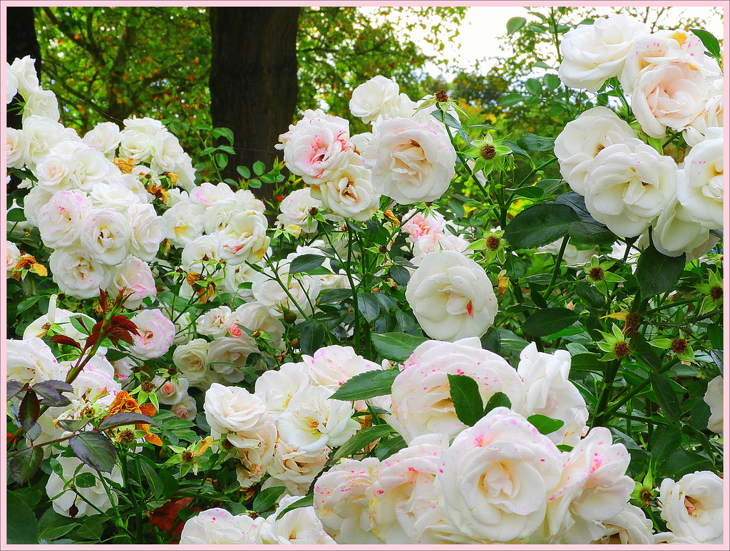 Autumn flowers