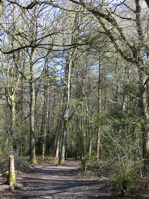 A Walk in the Woods