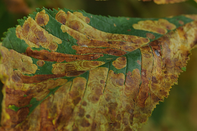 Cameraria ohridella