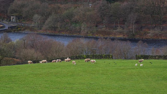 Sheep and Lambs at Valehouse Reservoir