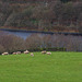 Sheep and Lambs at Valehouse Reservoir
