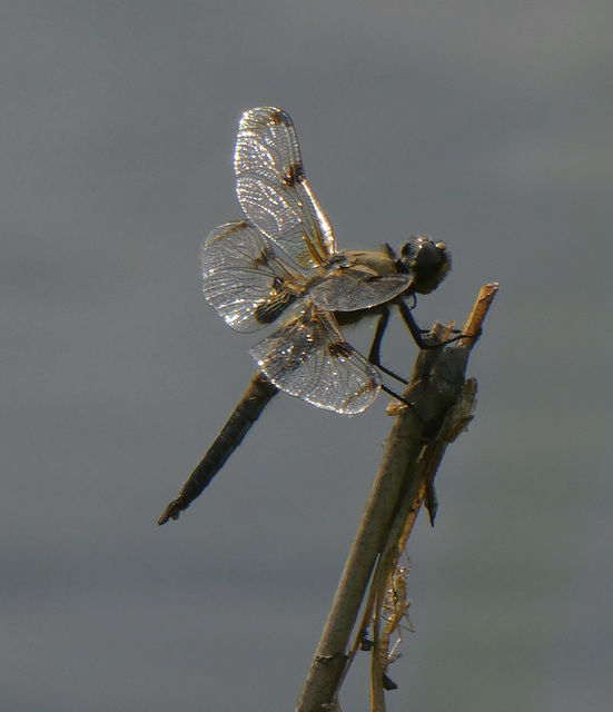 Vierflecklibelle und ihre Larve.