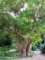 Valencia: Jardín botánico, 16