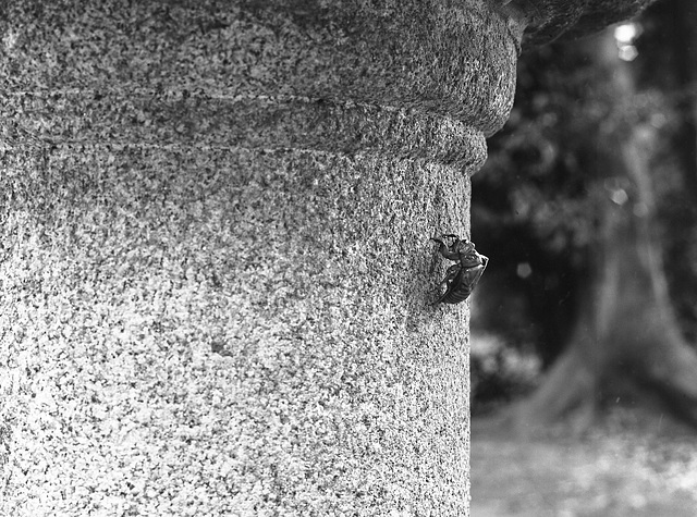 Cicada skin on the stone lantern