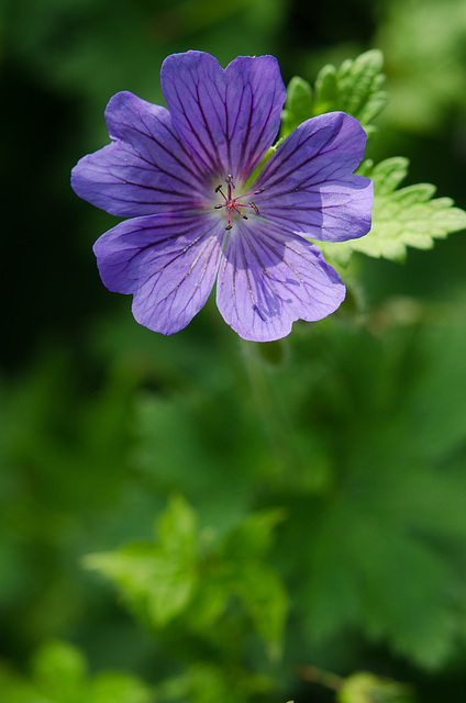 Géranium