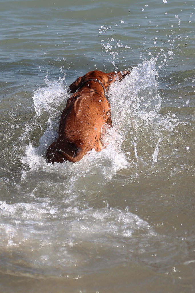 IMG 0019 RhodesianRidgebackPuppy dpp