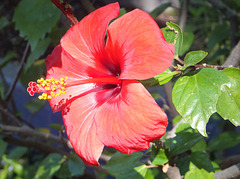 Hibiskus. ©UdoSm