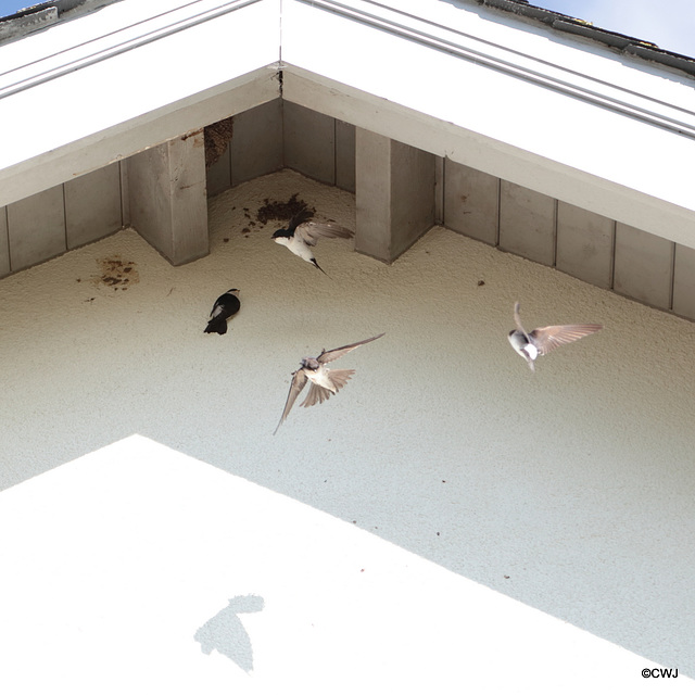 Housemartins at Brearton