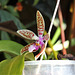 Phalaenopsis corningiana (1)