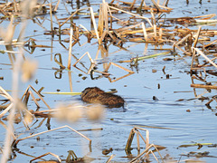 Muskrat