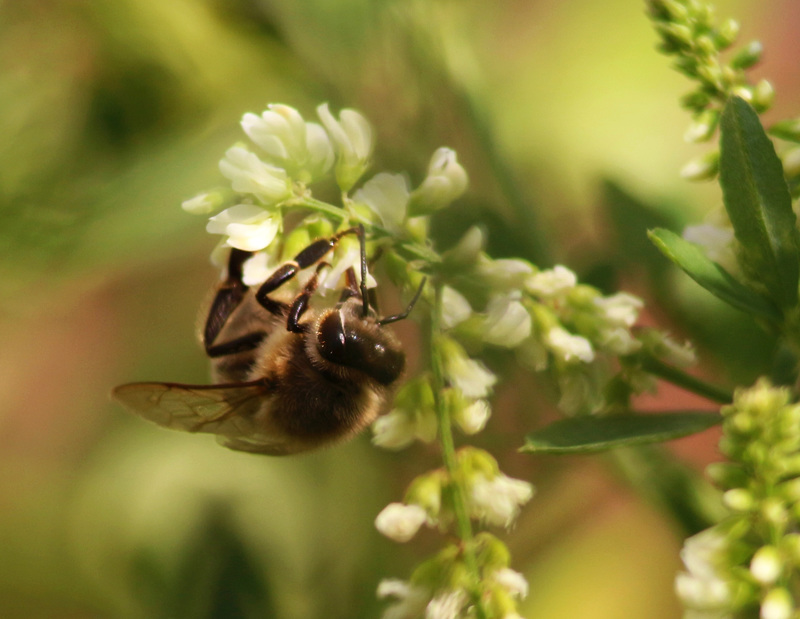 Hungry Bee