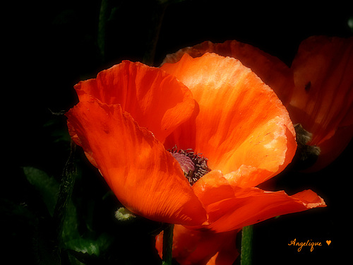 Il n’est aucune beauté qui n’ait sa tache noire.Même le coquelicot.Au cœur porte la sienne, que chacun peut voir.