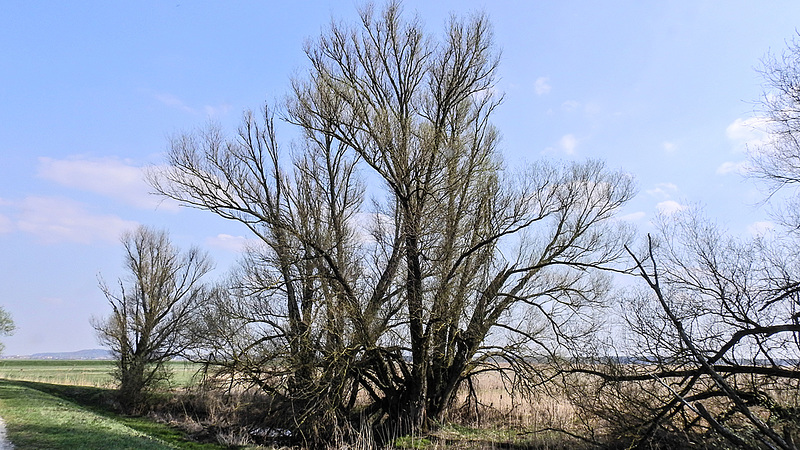 20192408 4584CPw [D~HVL] Silber-Weide (Salix alba), Gülpersee Südufer, Rhinow