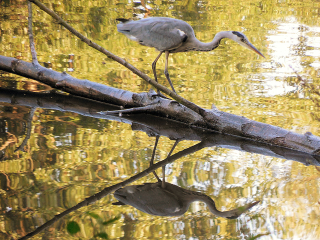 Auf der Jagd