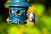 Nuthatch