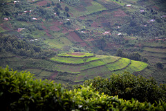Uganda, Tea Plantation Terraces