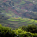 Uganda, Tea Plantation Terraces