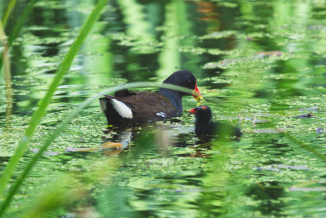 The Pond Moorhen and chicks