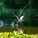 Egyptian goose take off