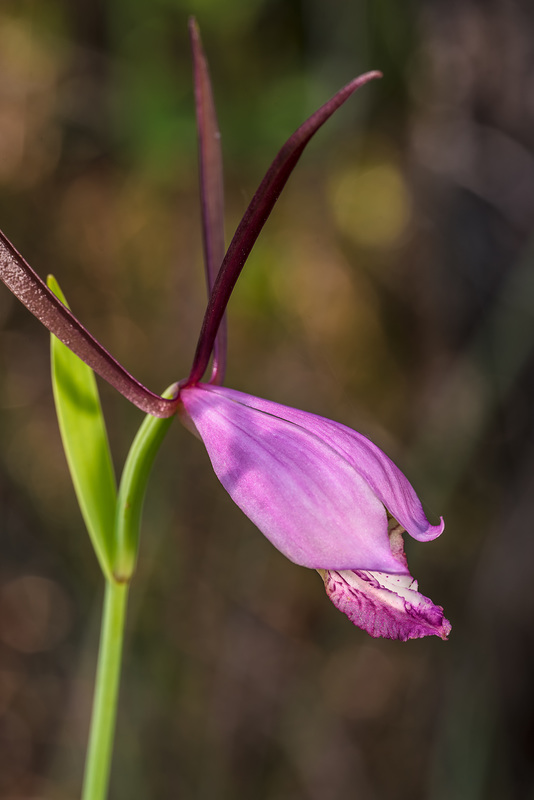 Cleistesiopsis divaricata (Large Rosebud orchid)