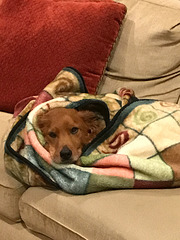 pure comfort