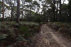 Eucalyptus forest