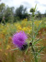 Distelblüte