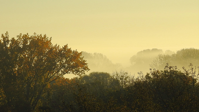 Morgennebel über Stillhorn