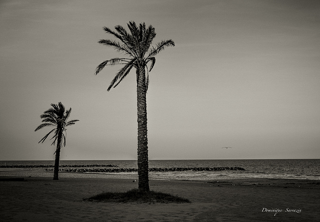 " En attendant Corto" Saint Cyprien