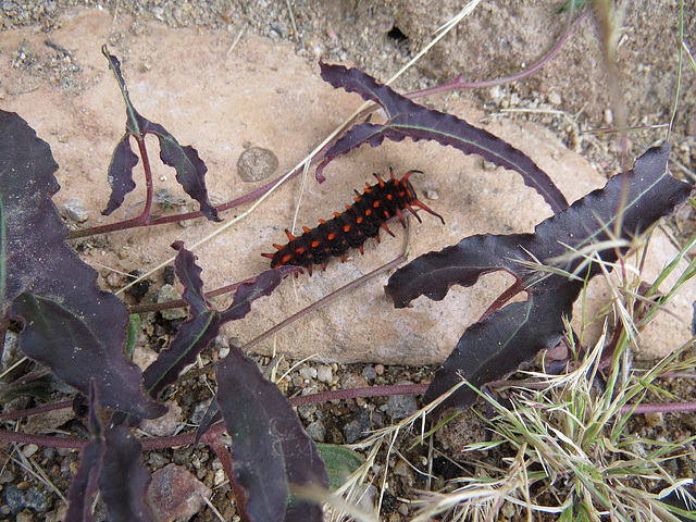 Pipevine Swallowtail Caterpillar