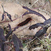 Pipevine Swallowtail Caterpillar