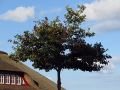 Baum und Reetdach