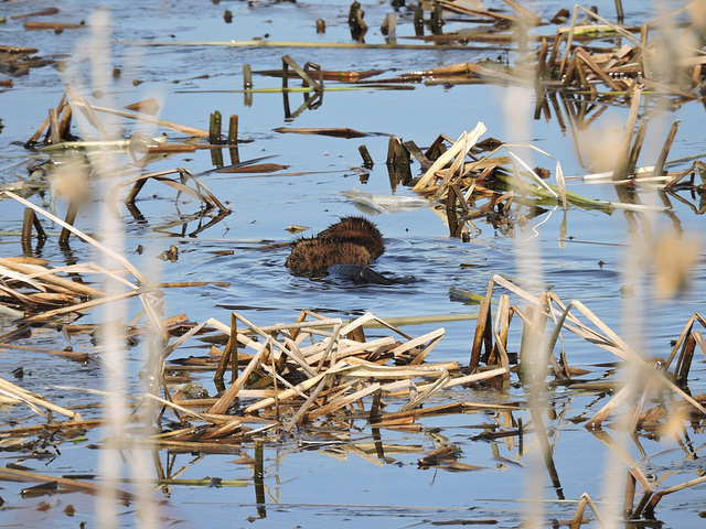 Muskrat