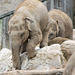 Rock climbing baby elephants