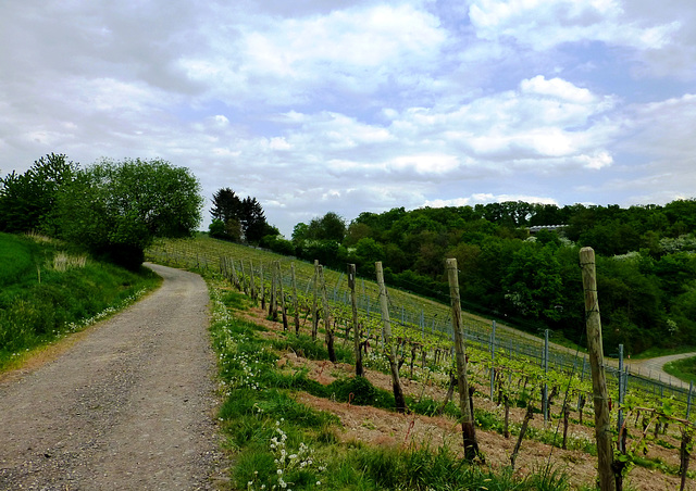 Auf dem Traubenpfad Nr. 3