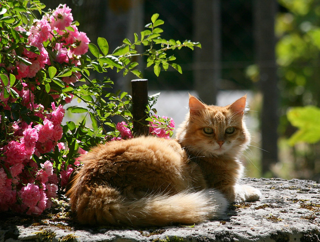 Chat de garde