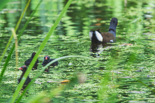 The Pond Moorhen and chicks