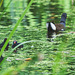 The Pond Moorhen and chicks