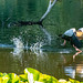 Egyptian goose take off