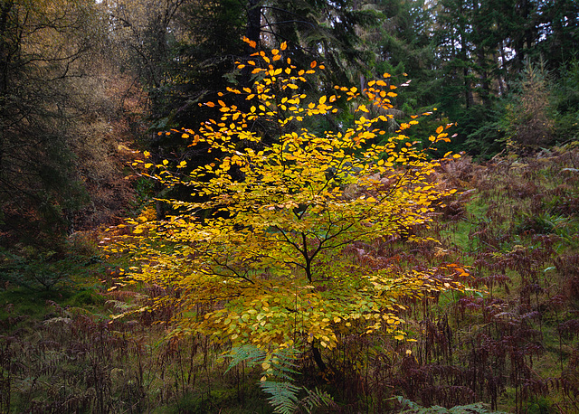 Autumnal tree