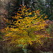 Autumnal tree