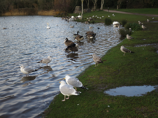 Cosmeston Lake