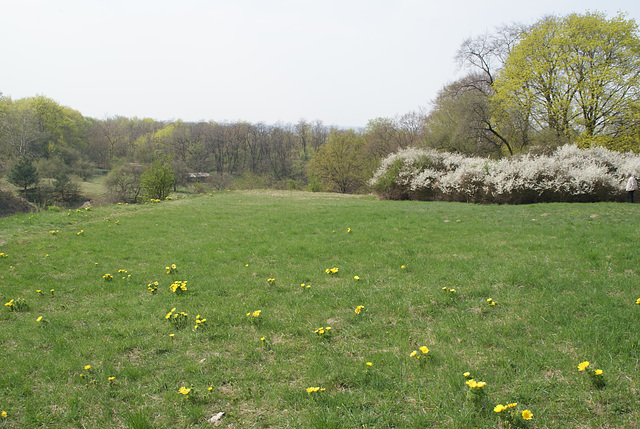 Adonis- und Schlehenblüte