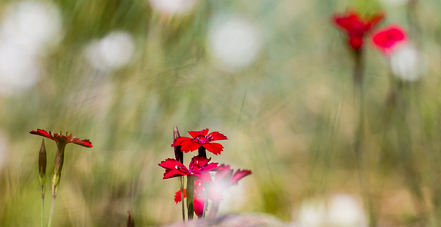 In meinem Garten - die Farben des Sommers