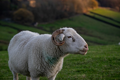 A Peep O' Day sheep