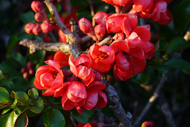 Blüten der Zierquitte